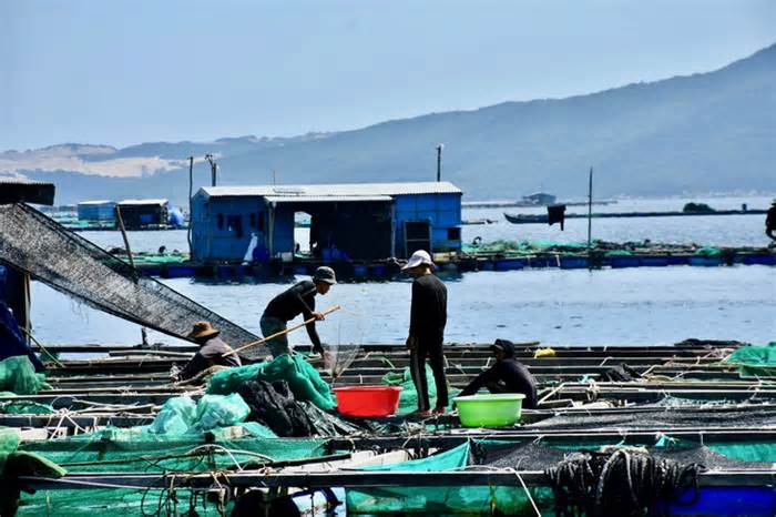 Khánh Hòa hỗ trợ người bị thu hồi đất nuôi trồng thủy sản ở Vân Phong