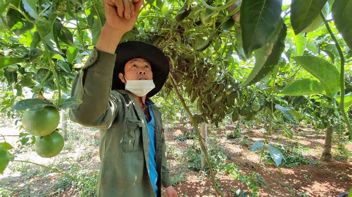 Nhu cầu chanh dây lớn, cơ hội mới cho nông dân ở Gia Lai