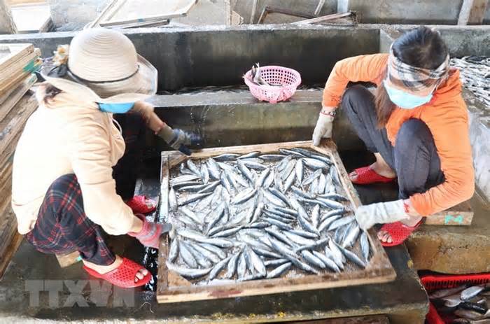 Trúng mùa cá nục, ngư dân của tỉnh Quảng Trị có thu nhập cao