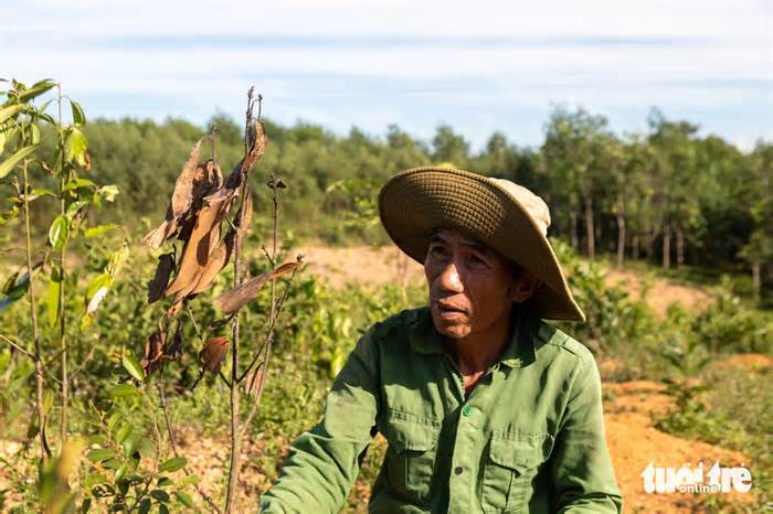 Nông dân mất trắng hàng trăm triệu đồng sau 2 năm trồng quế thay thế cây tràm