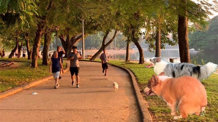 Chó thả rông, không rọ mõm tung hoành ở công viên Hà Nội