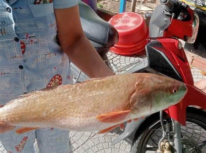 Ngư dân Đà Nẵng bắt được loài cá đắt nhất như vàng