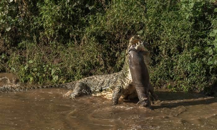Cá sấu ăn thịt hà mã trên sông Kenya