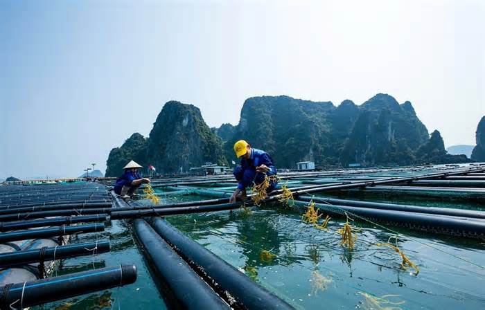 Tỉnh Quảng Ninh quy hoạch 9.360ha biển để thu hút đầu tư