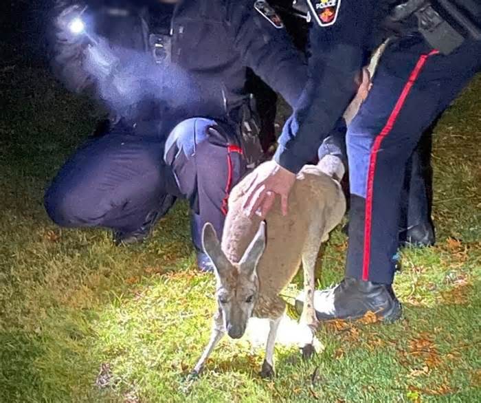 Kangaroo đấm cảnh sát Canada trên đường chạy trốn