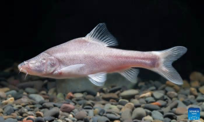 Phát hiện loài cá mù trong sông ngầm, chỉ có hơn 20 con