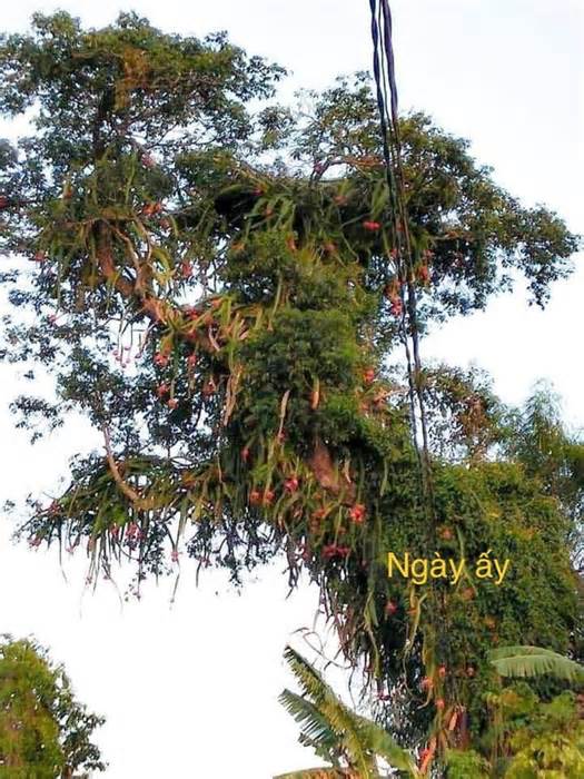 Sửng sốt cây thanh long cổ thụ chi chít quả từ gốc đến ngọn