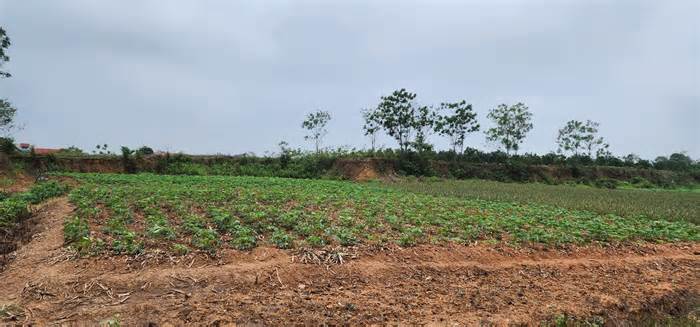 Hà Nội: Dự án trồng cây dược liệu, du lịch sinh thái gây lãng phí đất?