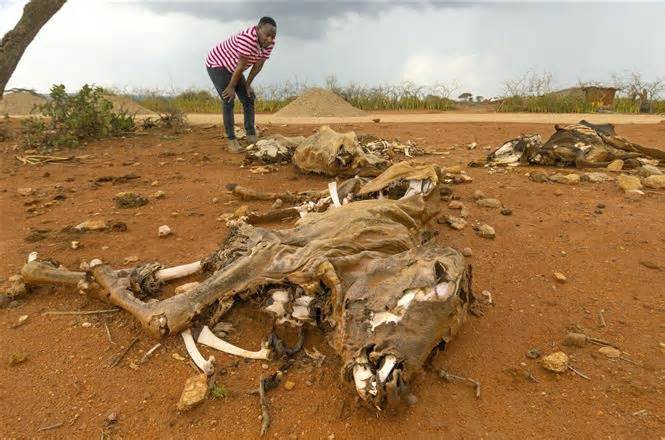 LHQ: Hạn hán gây hậu quả nghiêm trọng cho cộng đồng vùng Sừng châu Phi