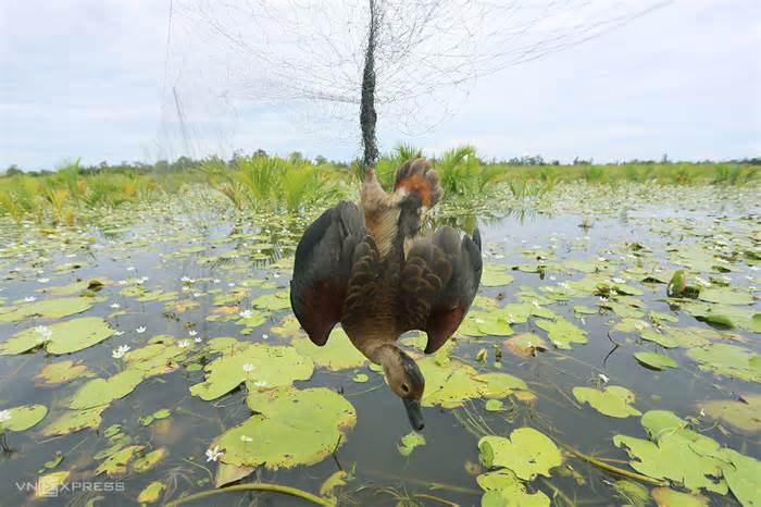 Nạn giăng lưới bắt chim trời ở sông Đầm