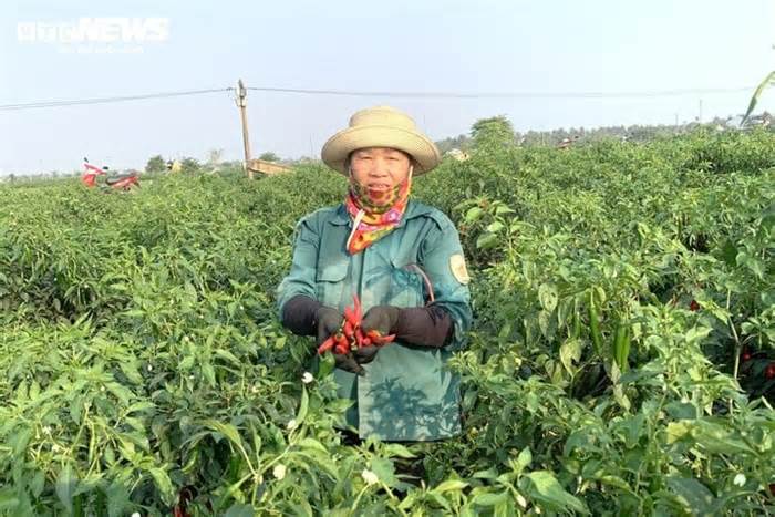 Giá rớt thảm, dân trồng ớt ở Nghệ An khóc ròng