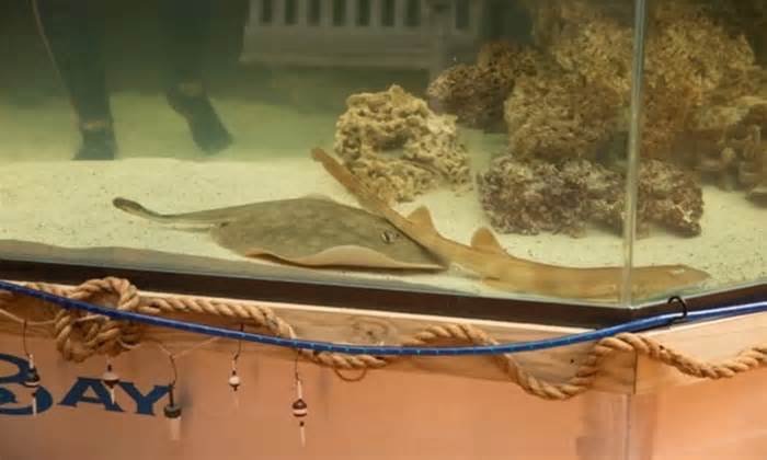 Cá đuối mang thai khi sống cùng cá mập đực