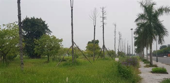 Đã chặt hạ hàng cây xanh chết khô ở quảng trường 1.500 tỉ đồng tại Ninh Bình