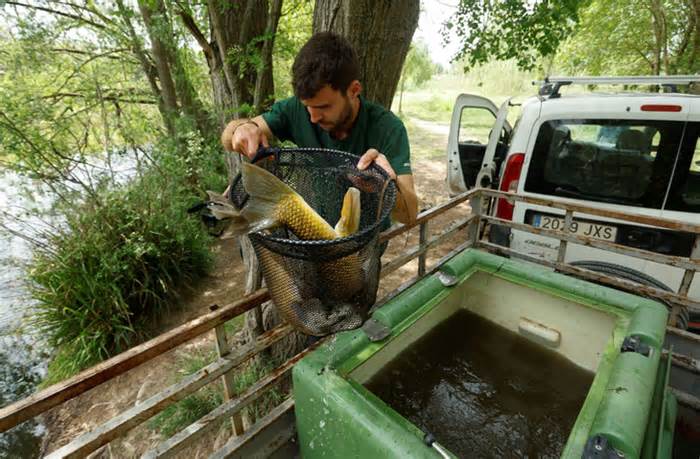 Tây Ban Nha giải cứu cá khỏi sông cạn do hạn hán