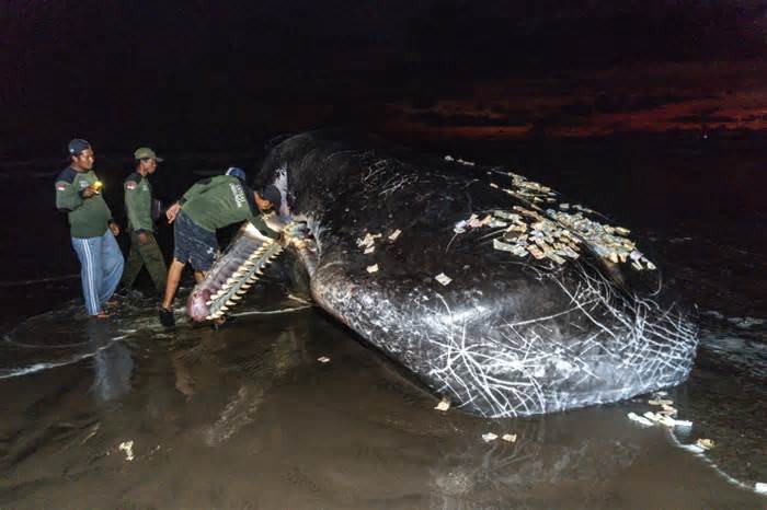 Cá nhà táng khổng lồ thứ ba chết ở Indonesia trong 1 tuần