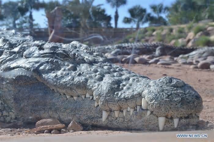 Australia xuất hiện kẻ giết cá sấu hàng loạt
