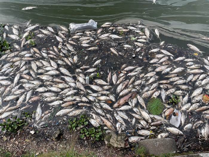 Cá chết bốc mùi hôi thối ở hồ Tây, ám ảnh người dân