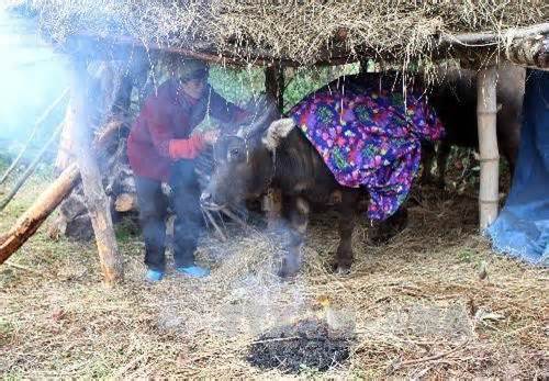 Gần 130 con gia súc, gia cầm ở Lạng Sơn chết rét