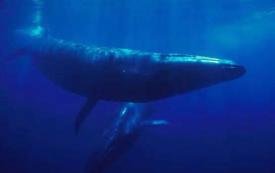 Cá voi Sei khổng lồ tái xuất sau 100 năm