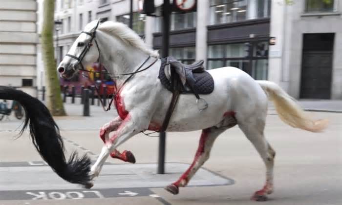 Ngựa kỵ binh gây náo loạn đường phố London