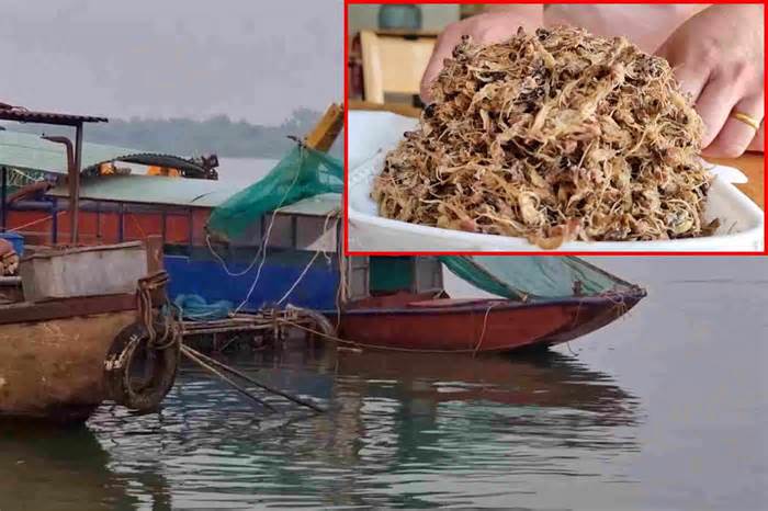 Sản lượng giảm, loài côn trùng vật vờ ở sông Hồng được nhiều người mua gom
