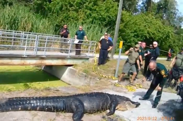 Cá sấu khổng lồ bị bắt sau khi ăn thịt người phụ nữ 41 tuổi