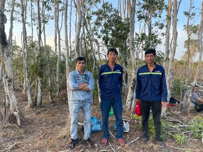 Bắt 3 đối tượng phá hàng nghìn mét vuông rừng ở Phú Quốc
