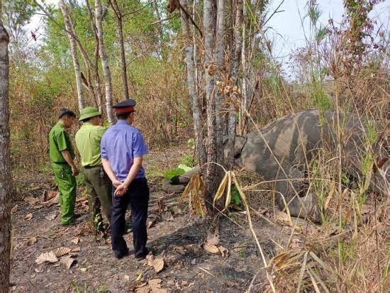 Một con voi chết trong khu du lịch sinh thái ở Đắk Lắk