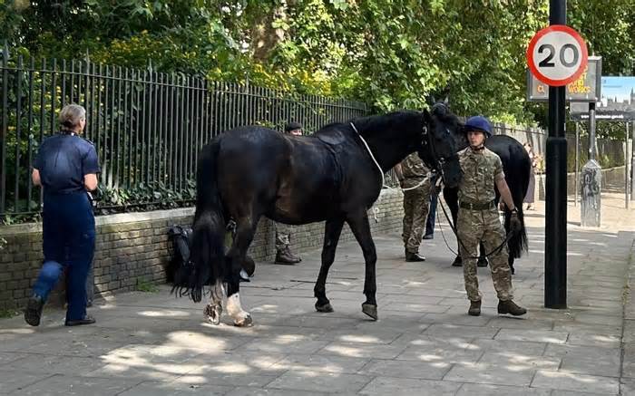 Ngựa kỵ binh tháo chạy, gây náo loạn London