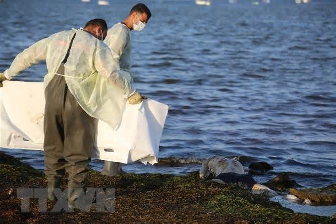 Tunisia: Chìm thuyền chở người di cư ngoài khơi, 10 nạn nhân mất tích