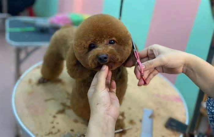 Bộ Nông nghiệp nói gì về đề xuất lập Hiệp hội cắt tỉa tạo mẫu lông thú cưng Việt Nam?