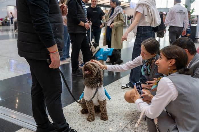 Sân bay triển khai chó giúp giảm căng thẳng cho khách