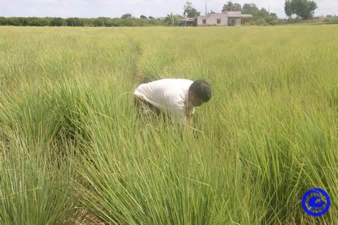 Nông dân Tiền Giang lãi cao nhờ trồng sả trên đất lúa bị nhiễm mặn