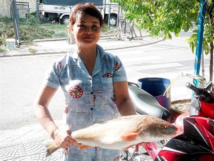 Nhiều người hỏi mua con cá giống cá sủ vàng của ngư dân