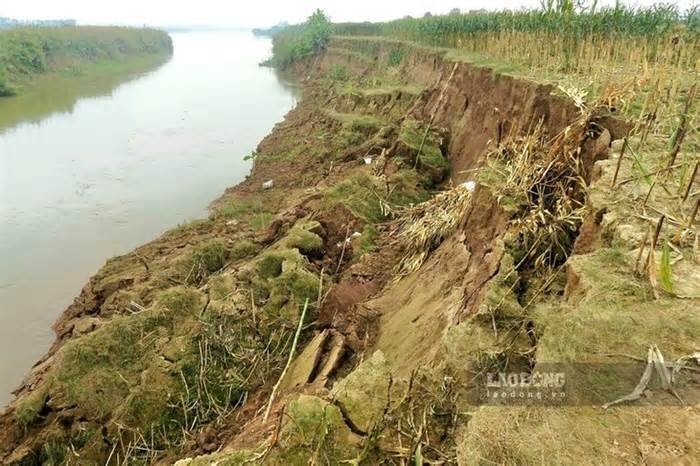 Sạt lở nghiêm trọng khiến hàng trăm mét đê hữu sông Hồng bị đổ sập