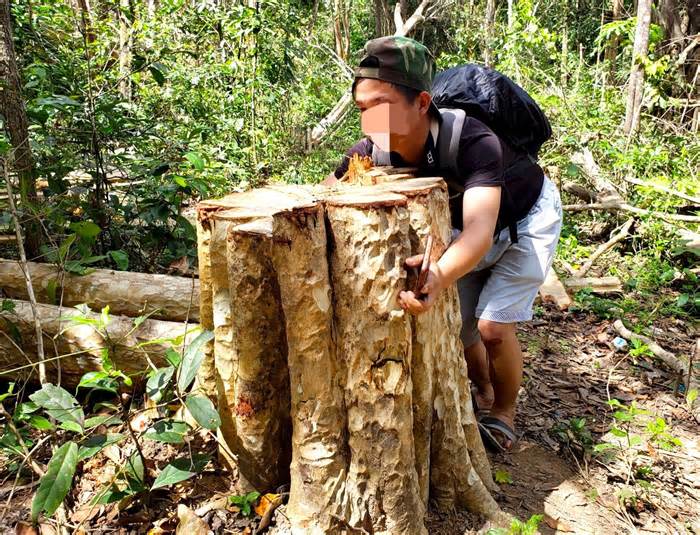 Xác định 2 đối tượng đốn hạ 149 cây rừng ở Gia Lai