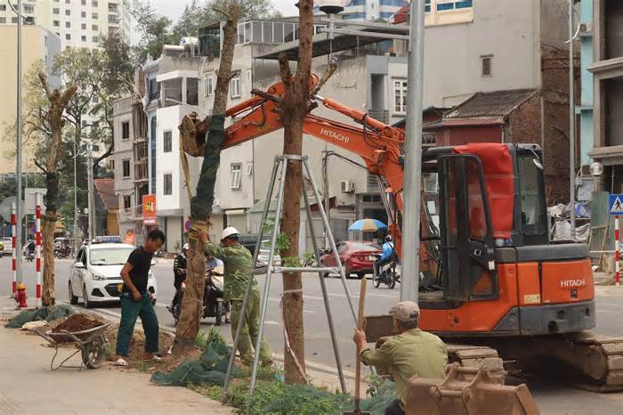 Hà Nội: Trồng thay thế loạt cây chết khô trên đường 340 tỉ