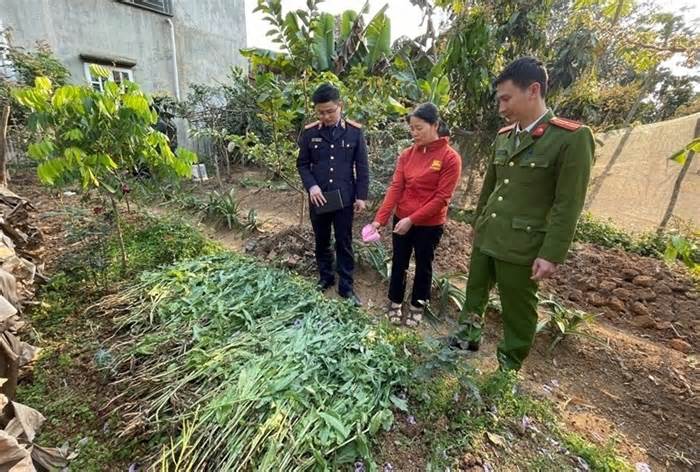 Hải Phòng: Thanh niên thuê đất đầm nuôi tôm để trồng cần sa