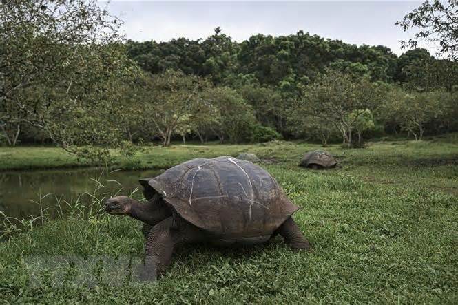 Rác thải đang đe dọa loài rùa khổng lồ Galapagos ở Ecuador