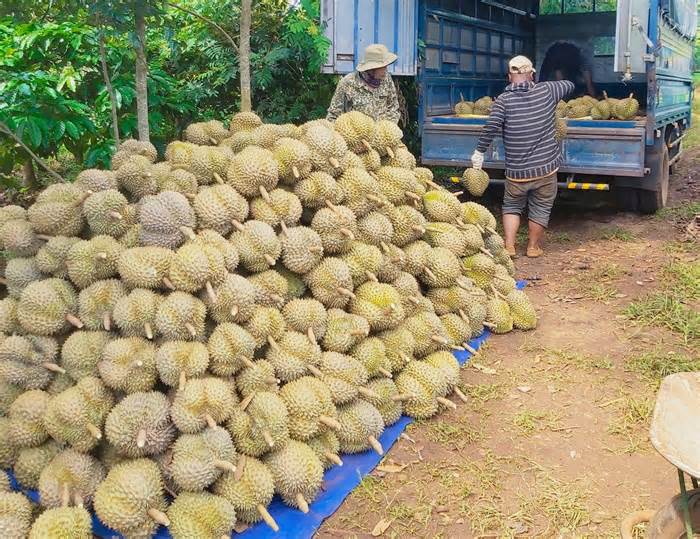 Nông dân Đắk Lắk ráo riết bảo vệ sầu riêng trong cao điểm thu hoạch