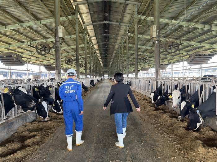 Trang trại bò sữa công nghệ cao Phú Yên bị xử phạt 560 triệu đồng