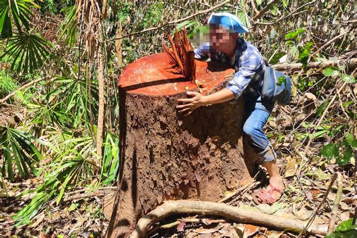 Tuyên án nhóm lâm tặc gặp cây to là cưa, ông trùm vẫn ‘bóng chim tăm cá’