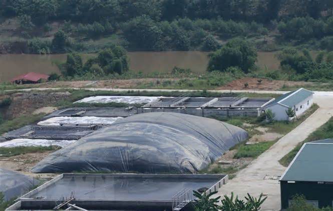 Yên Bái: Trang trại lợn công nghệ cao gây ô nhiễm, người dân bức xúc