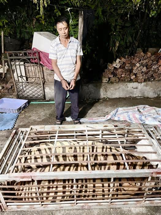 Bắc Giang: Bắt quả tang đối tượng tàng trữ cá thể hổ nặng 250kg
