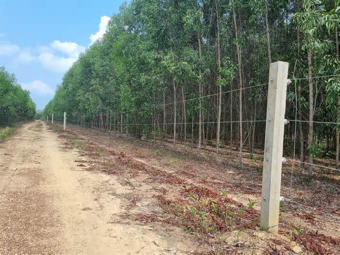 Thêm 15km hàng rào điện bảo vệ đàn voi hoang dã ở Đồng Nai