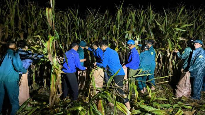 Thanh niên trắng đêm ra đồng thu hoạch ngô giúp người dân chạy lụt