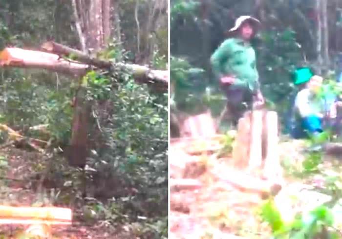 Lâm tặc ngang nhiên vào rừng đốn hạ 125 cây gỗ