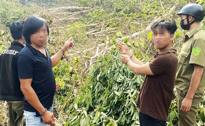 Bắt 6 đối tượng liên quan vụ thuê người phá rừng tại Lâm Đồng