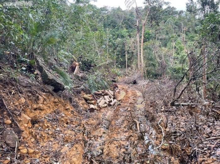 Khởi tố vụ lâm tặc ngang nhiên mở đường vào phá rừng ở Khánh Hòa
