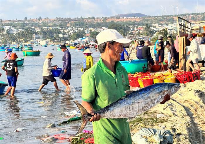 Ngư dân Mũi Né câu được nhiều cá thu dài gần 1m cập bờ, bán tiền triệu